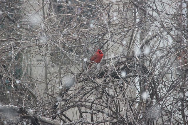 A bright red Cardinal on a snowy tree branch.